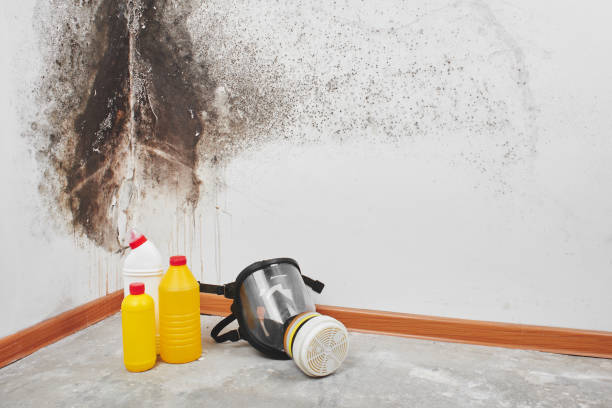 Best Professional Mold Removal  in Nyon Lake, CA