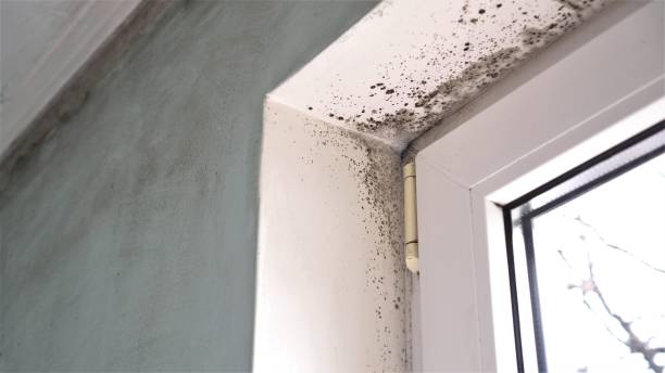 Best Toxic Mold Removal  in Nyon Lake, CA