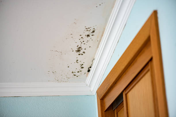 Mold Removal and Inspection in Canyon Lake, CA