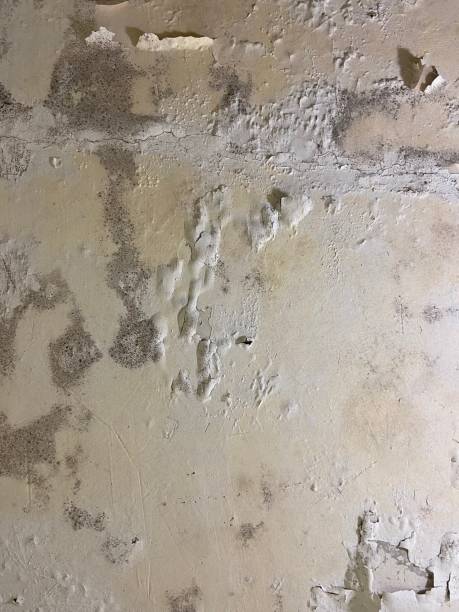 Best Mold Remediation  in Nyon Lake, CA