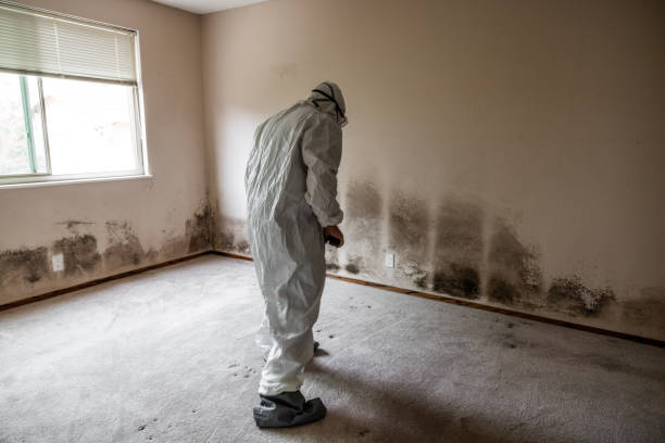 Mold Testing and Removal in Canyon Lake, CA