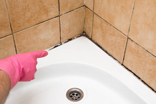 Best Mold Damage Repair  in Nyon Lake, CA